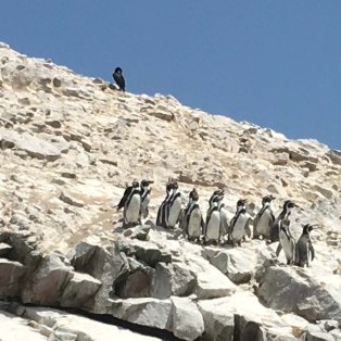 BI-penguins
