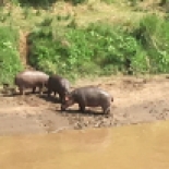 Hippos by Mara River